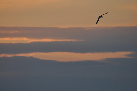 Bird in sunrise - bird, sea, sunrise, beach