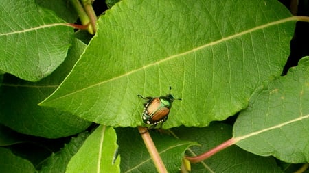 Japanese Beetle - bug, garden, japanese beetle, pretty