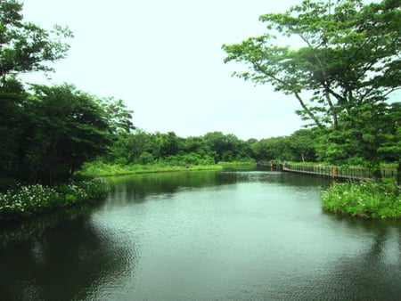 Lakeview - flowers, lake, tree, trail