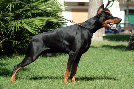 Doberman - animals, doberman, dog, dogs, animal