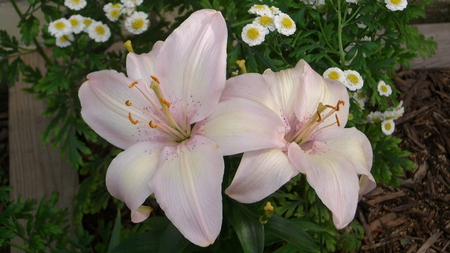 Lilies - nature, lilies, beautiful, blooms, garden