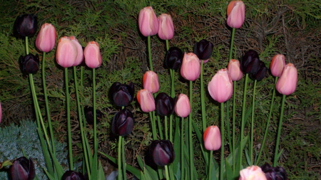 Tulips at Dusk - nature, deep purple tulips, pink tulips, natural beauty, garden