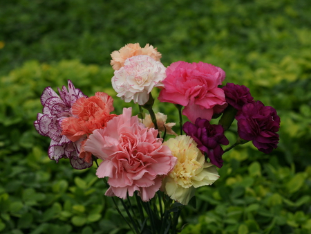 carnations for gergana - nature, flowers, carnations, colourful