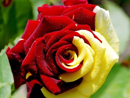 Exotic rose - flower, nature, rose, exotic