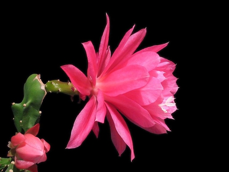 Pink flower - flower, pink, nature, black