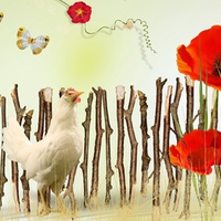 Hen and Poppies