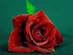 Red rose