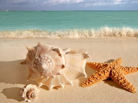 Animal beach - starfish, beach, fish, sand