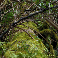 Fallen log covered with moss