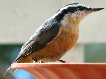 Nuthatch on deck, Auburn, WA - nuthatch, closeup, water drop, bird