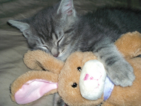 Embry and Snuggle Bunny - cute, baby animals, kittens, cats