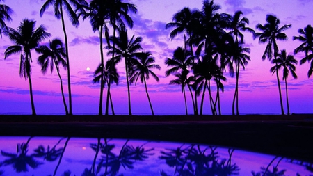 purple sunset - beaches, trees, palms, sunset, oahu, nature, purple, reflection, sunsets