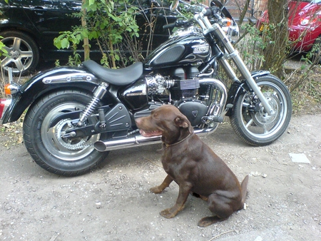 Hudson & the Speedmaster - chocolate, dog, bonneville, speedmaster, labrador, triumph