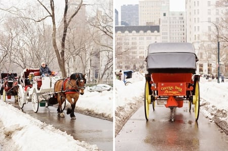 Central Park in February - trees, winter, image, snow, city, photo, photograph, central park, coach, horses, picture, february, new york, wall, park, wallpaper