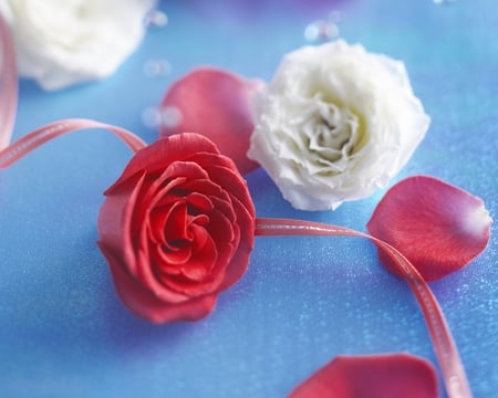 Romantic - white, red, background, roses, still life, blue