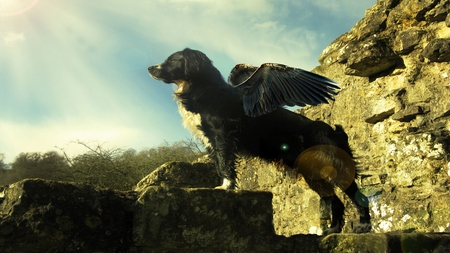 Flying Dog - cute, animals, beautiful, wall, wings, sky, dogs, clouds, tree, nature, stone, dog