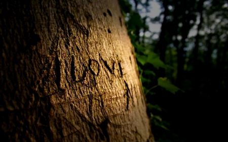 Love Tree - love, trees, forests, photography, leaf, nature, i love you, abstract, forest, beautiful, tree