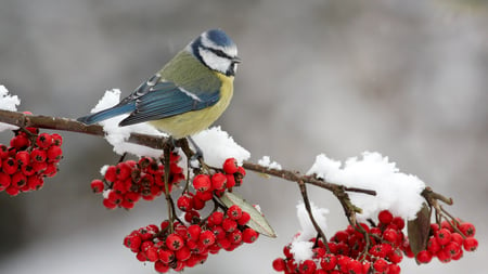 Cute little Bird - berries, bird, branch, winter, snow