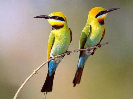 Nice birds - birds, colored, couple, love, animals