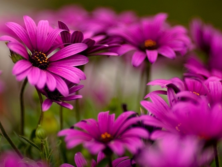 Daisies - deep color, nice, sunshine, freshness, field, meadow, purple, forever, pretty, evening, daisies, fresh, lovely, nature, beautiful, deep pink, delight, flowers