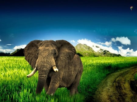 big_elephant_running_in_grass - sky, elephant, animals, clouds, big, grass, run