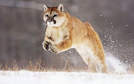 mountain_lion - mountain, lion, snow, winter, animal, jump