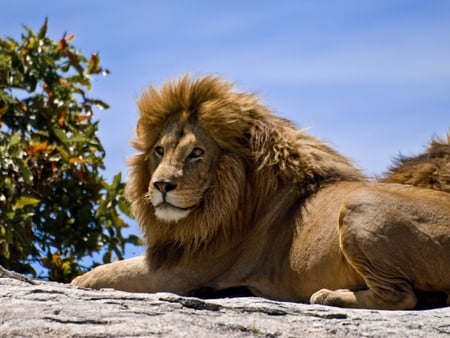 male_lion_on_rock - male, nice, lion, animal, rock