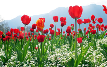 WHITE AND RED - white, tulips, flowers, red