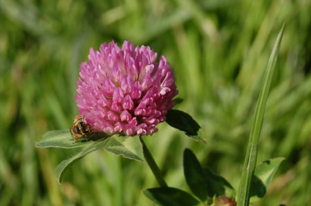 Clover flower - insect, wasp, clover flover, flower