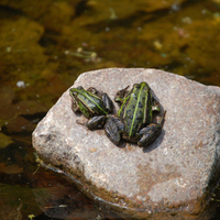 Frogs on a rock