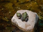 Frogs on a rock