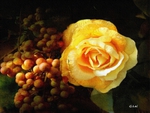 rose and grapes