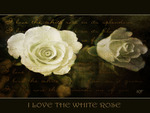 white roses