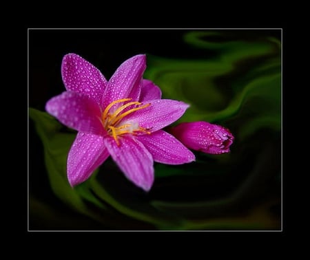 MORNING SURPRISE - leaves, flower, pink, abstract