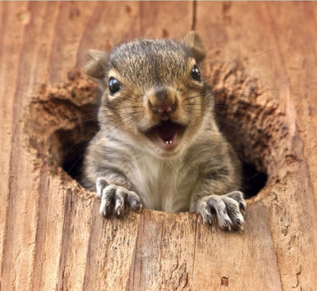 That's All Folks! - sweet, funny, cute, squirrel