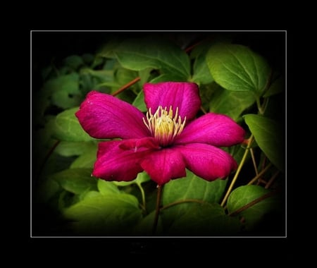 ~ JOY ~ - clematis, flower, pink, bright