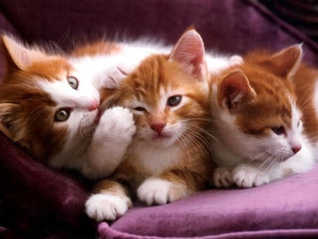 sweet kittens