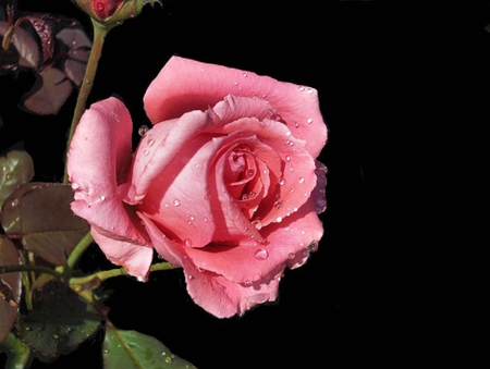 ~ ROSE ~ - lovely, rose, flower, pink