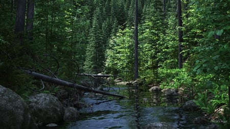 Fallen Trees - northwest, stream, forest, rocks, water, creek, ferns, trees