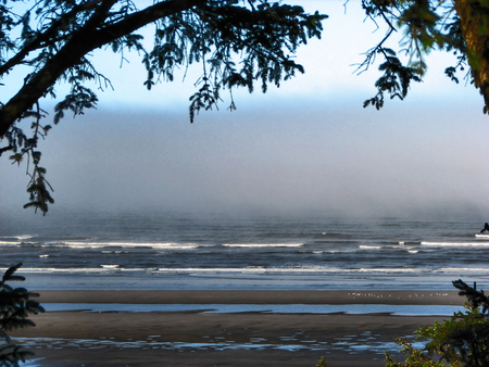 Pacific Ocean at Ocean Shores, WA - trees, ocean, seagulls, beach