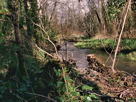 Stream through messy woods - stream, dead wood, over-modified, woods