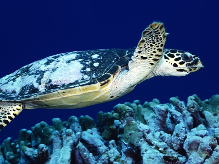 Blue Sea Turtle - turtle, coral, water, nature, seaturtle, sealife, ocean, animals