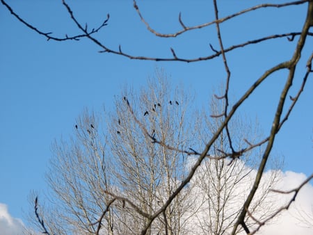 A murder of crows - branches, serene, crows, clouds