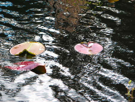 Lilly pads - waves, marsh, lake, lilly pads