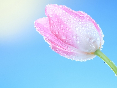 Soft tulip - nature, love, pink, drop, tulip