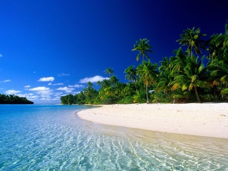 Beach - beach, sand, palm, nature