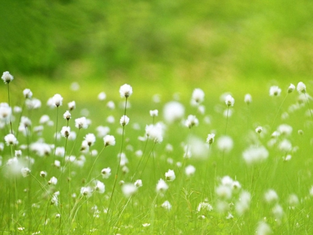 Green field - field, flower, green, grass