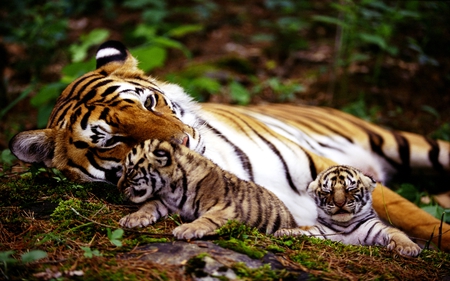 ROYAL FAMILY - predator, cubs, playful, mother, resting, tiger, siberian