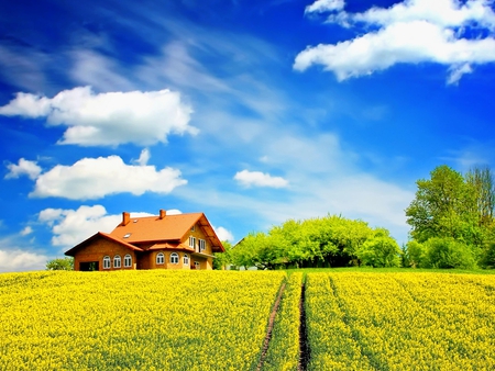 Sunny Days - pretty, sunny, yellow, summer, blue, splendor, landscape, grass, yellow flowers, flowers, path, view, field, houses, sky, clouds, house, trees, beautiful, beauty, colors, lovely, tree, colorful, nature, green, peaceful