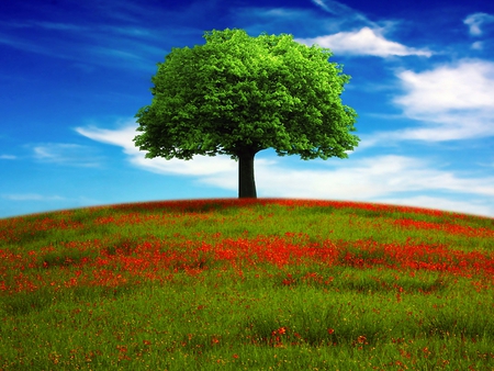 Simply Beautiful - pretty, hills, summer, blue, splendor, landscape, grass, flowers, view, red, field, sky, clouds, trees, beautiful, beauty, colors, lovely, tree, red flowers, colorful, nature, green, peaceful